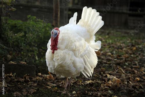 Truthuhn (Meleagris gallopavo) photo