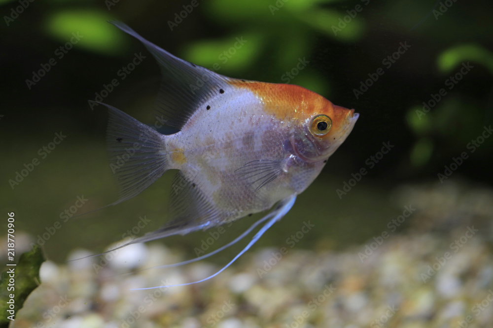 Obraz premium Panda Skalar-Fische (Pterophyllum)