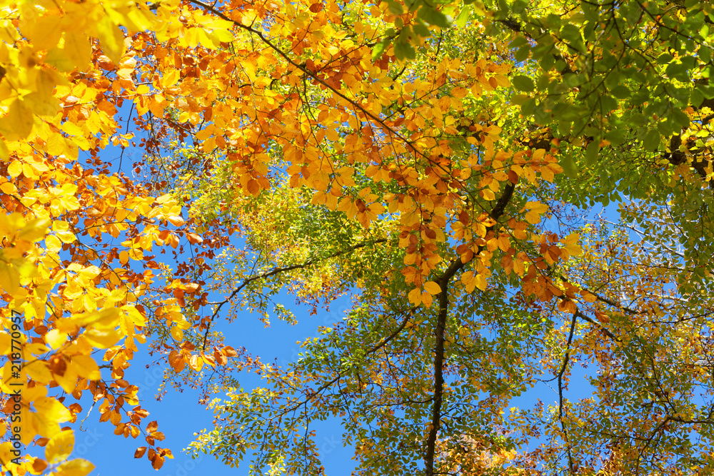 Vibrant yellow and green walnut fall tree foliage background Vibrant yellow and green walnut fall tree foliage background