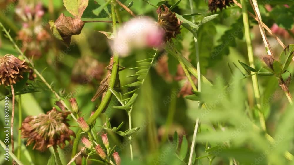 Grasshopper sitting on plant Macro shot on Green Grass meadow field nature background.
Grasshopper sitting on plant Macro shot on Green Grass meadow field nature background.
