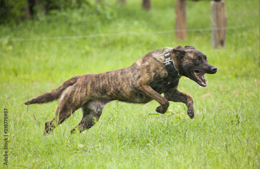 Attack dog training for antipoaching activities Attack dog training for antipoaching activities