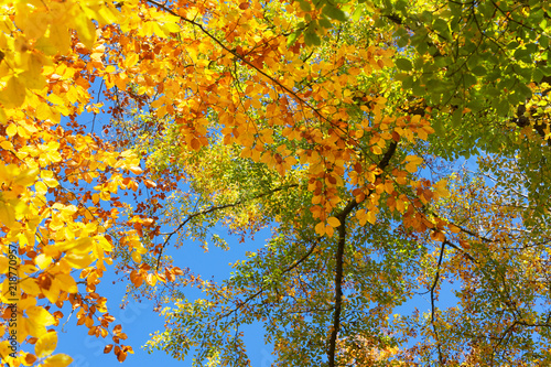 Vibrant yellow and green walnut fall tree foliage background