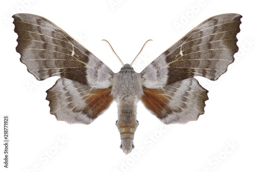 Butterfly Laothoe populi on a white background