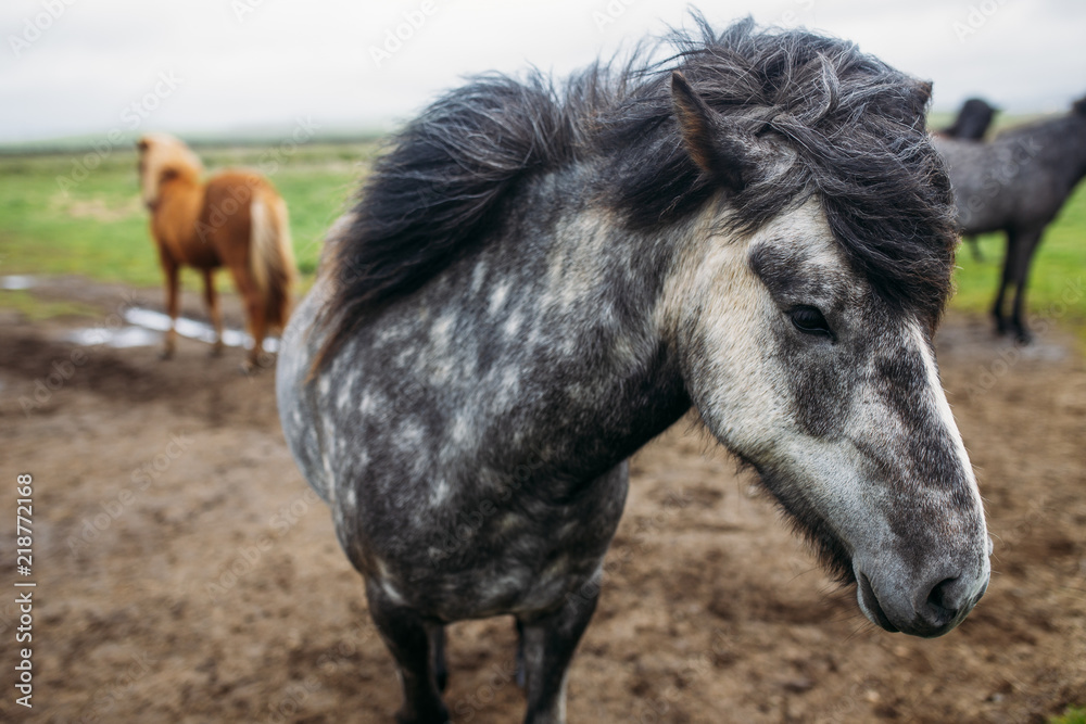 Beautiful Grey and white spotted Icelandic Horse roaming in the wild with other horses