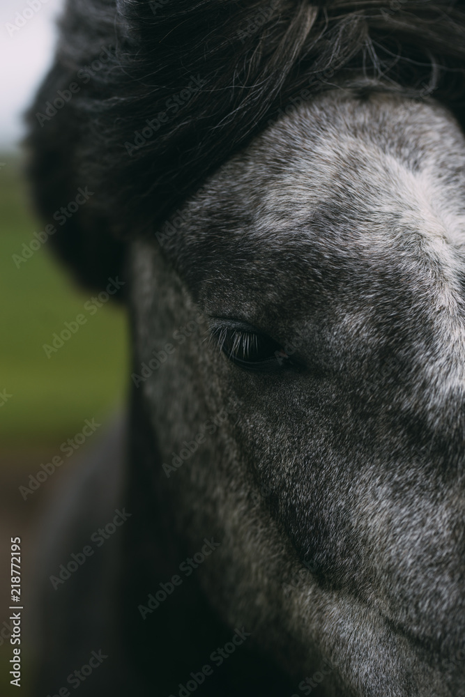 Close up of a Icelandic Horses Eye Close up of a Icelandic Horses Eye