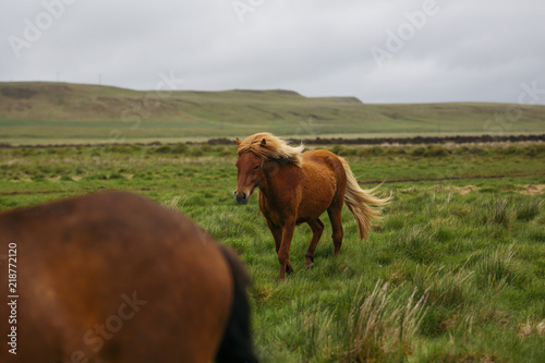 Icelandic Horse walking across green meadow in Iceland