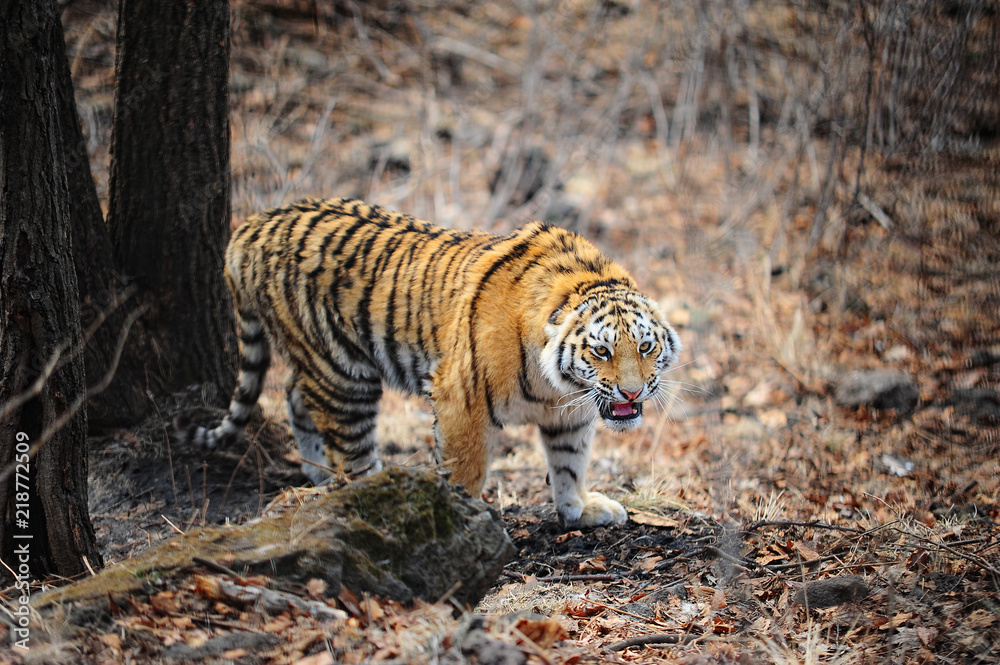Obraz premium Amur tiger in the forest