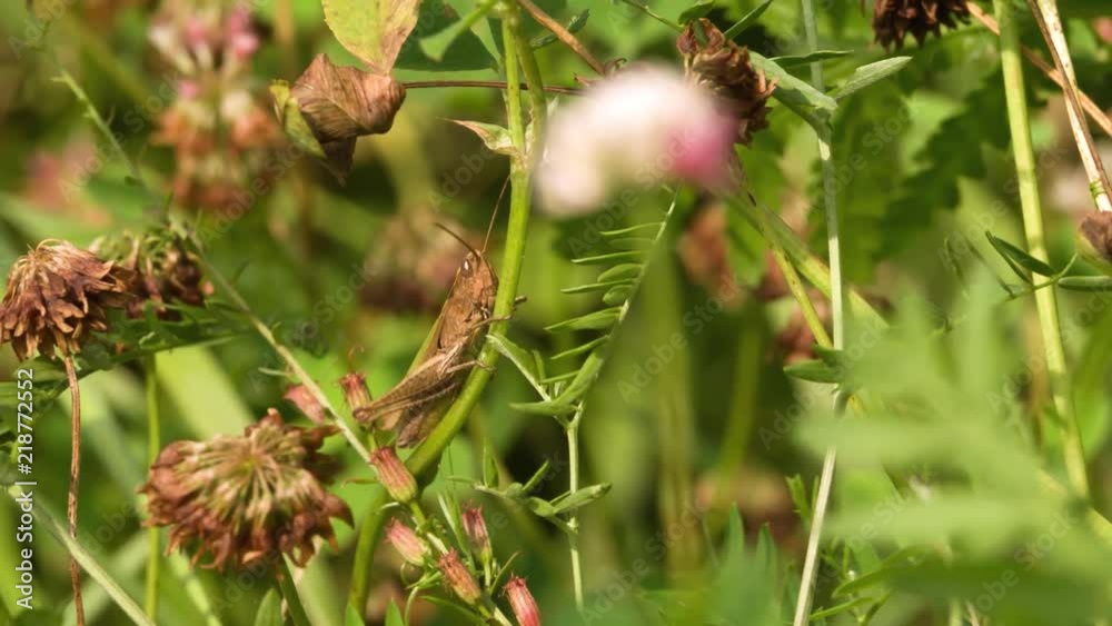 Grasshopper sitting on plant Macro shot on Green Grass meadow field nature background.
Grasshopper sitting on plant Macro shot on Green Grass meadow field nature background.