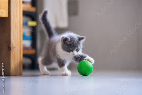 The kitten is playing with a ball photo