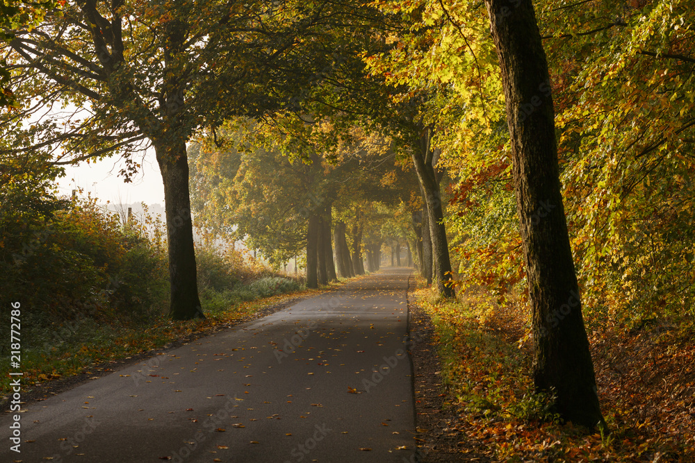 Morning light in country./ Beautiful autumn road and forest in north Poland Morning light in country./ Beautiful autumn road and forest in north Poland