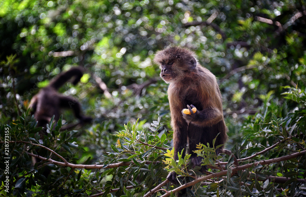 Obraz premium Monkey at the Zoo in Ramat Gan City, Israel