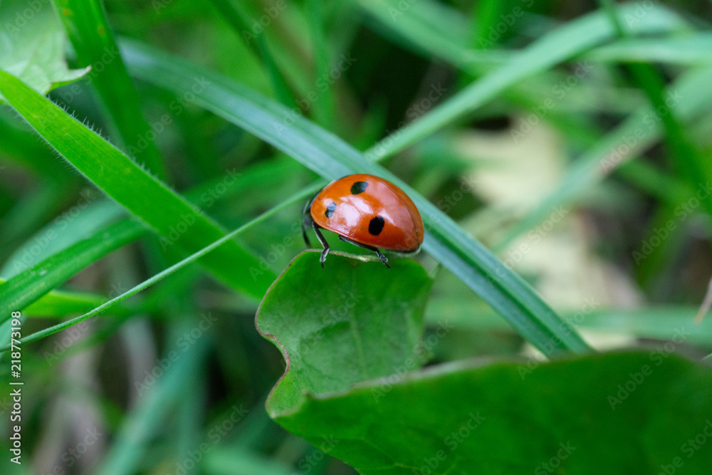 Ladybird on a leaf. Ladybird on a leaf.