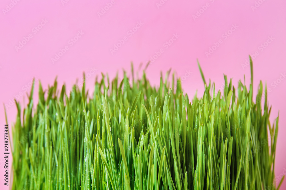 Fototapeta premium Sprouted wheat grass on color background