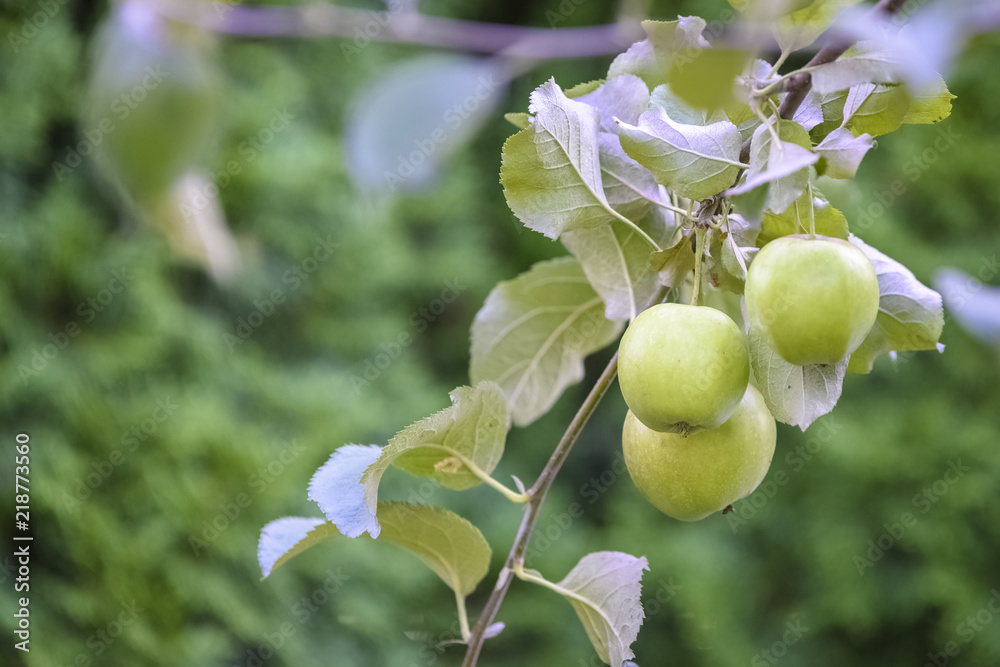 Fototapeta premium apples on the tree