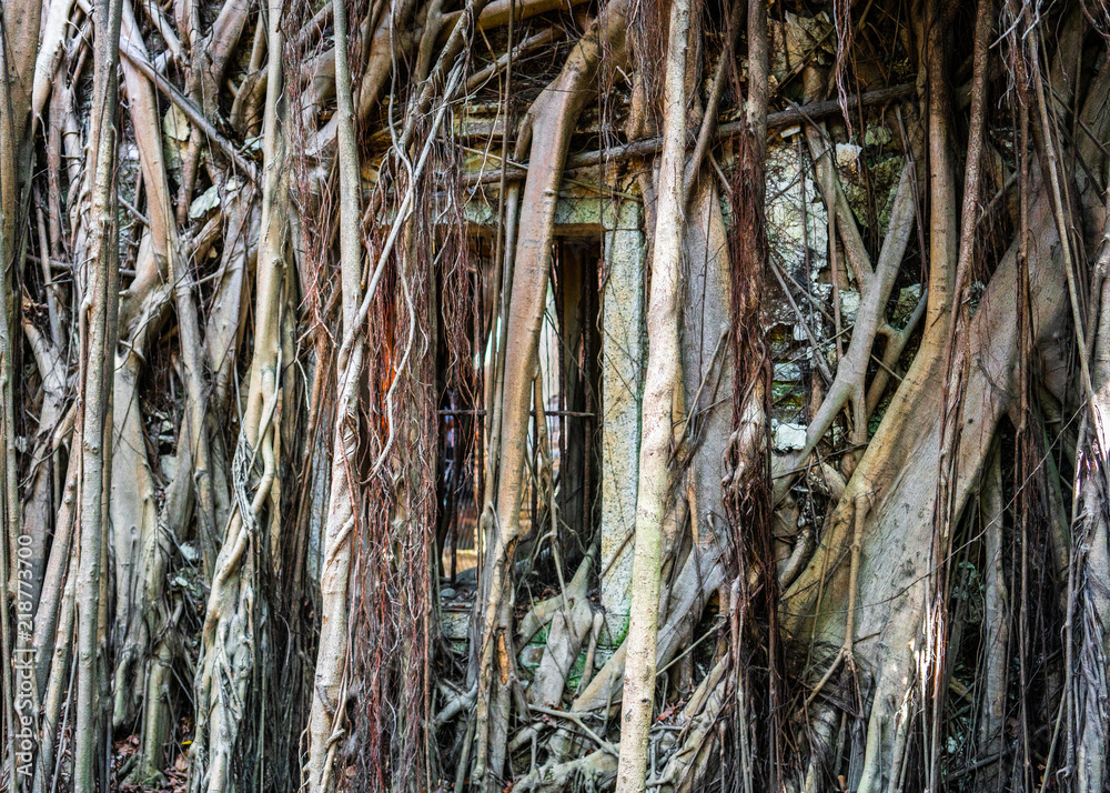 Wall and window covered by banyan tree roots in treehouse in Anping district Tainan Taiwan Wall and window covered by banyan tree roots in treehouse in Anping district Tainan Taiwan