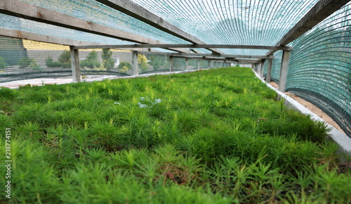 Seedlings of coniferous trees in greenhouses