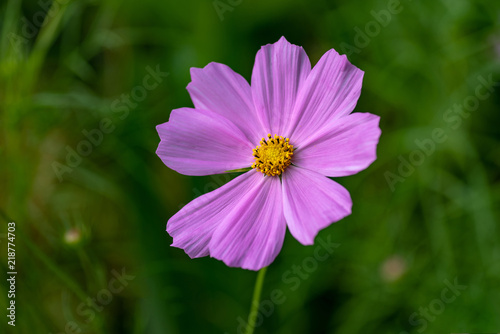 Pink summer cosmos flower - in Latin Cosmos Bipinnatus - at the summer meadow  selective focus at the Cosmos flower.