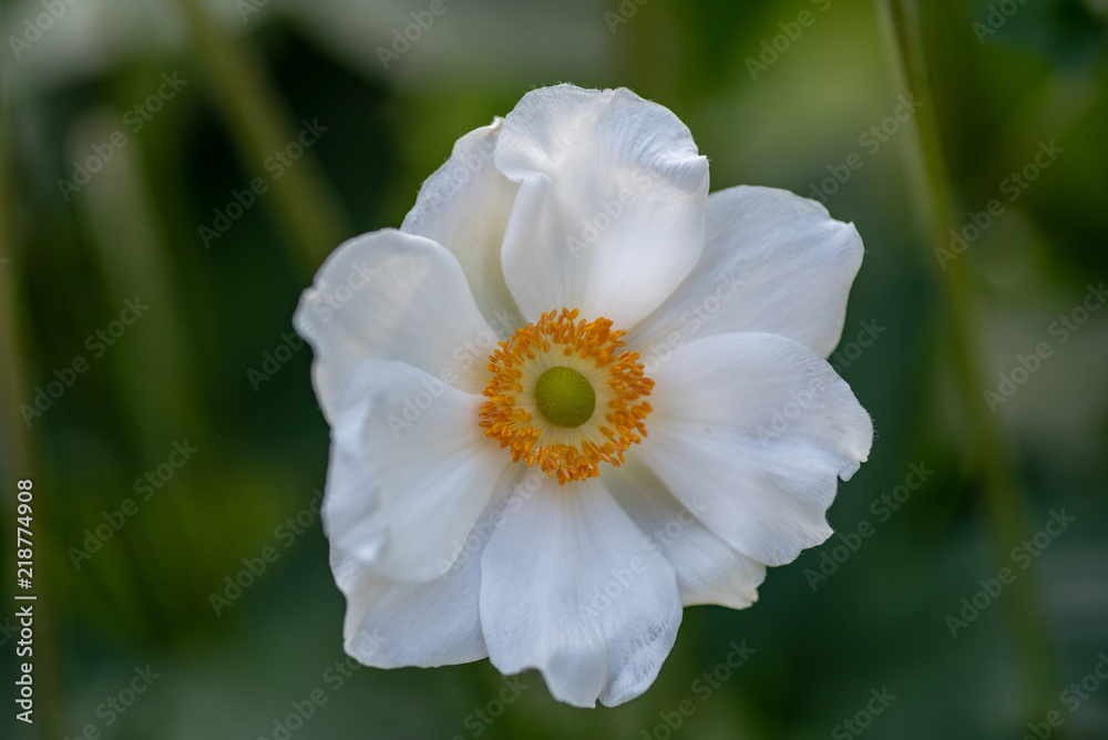 Close up photo of Japanese anemone (Anemone hupehensis) flower Close up photo of Japanese anemone (Anemone hupehensis) flower