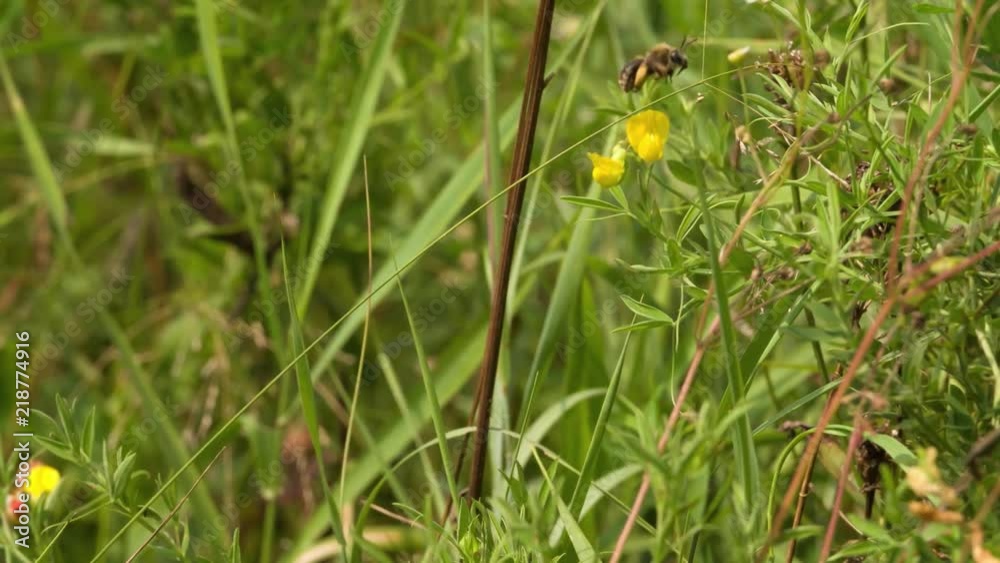 Bee collecting nectar pollen on Flower and flying away on Green Meadow blurred background Slow motion closeup Macro shot. Bee collecting nectar pollen on Flower and flying away on Green Meadow blurred background Slow motion closeup Macro shot.