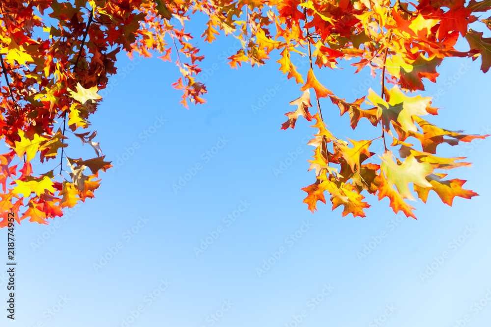 Oak fall tree foliage frame on bright blue sky with copy space Oak fall tree foliage frame on bright blue sky with copy space