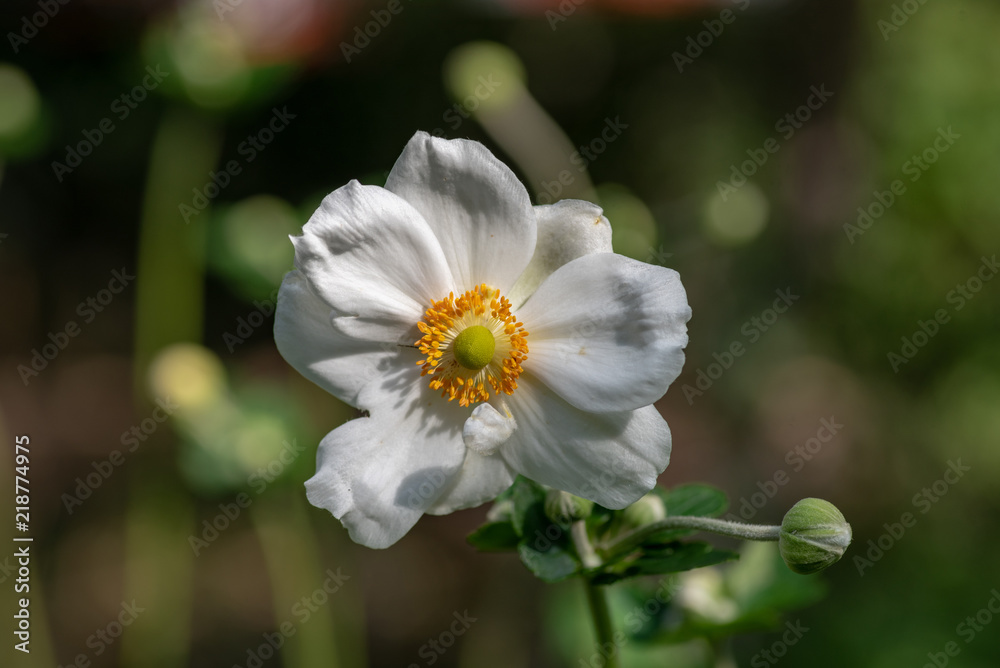 Close up photo of Japanese anemone (Anemone hupehensis) flower Close up photo of Japanese anemone (Anemone hupehensis) flower