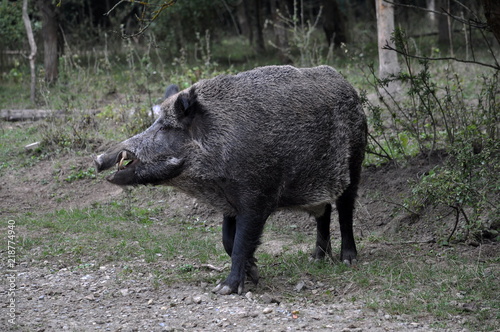 Wild boar runs out of the forest