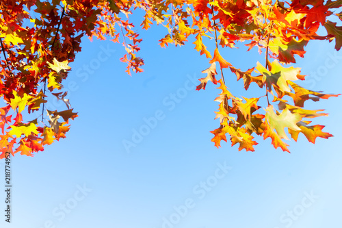 Oak fall tree foliage frame on bright blue sky with copy space