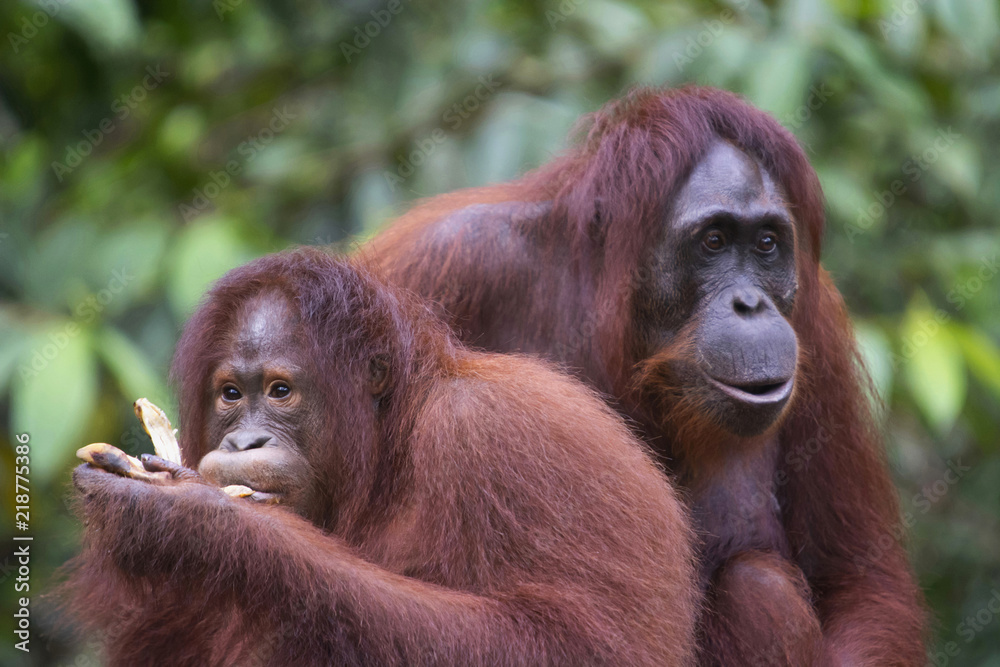 Fototapeta premium A pair of Orangutan, Indonesia wildlife, Indonesia