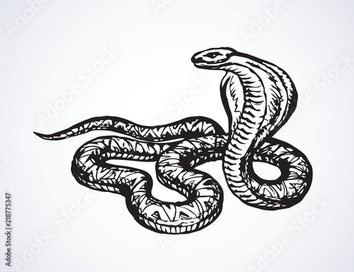 Snake. Vector drawing