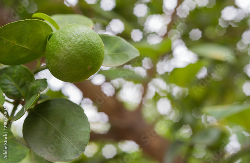Wallpaper Mural lemon Torontodigital.ca
