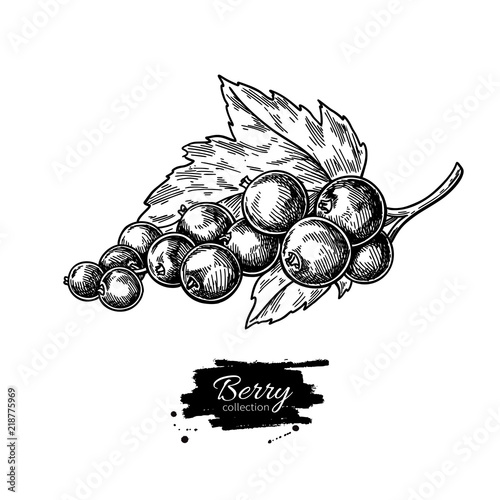 Black currant vector drawing. Isolated berry branch sketch on wh