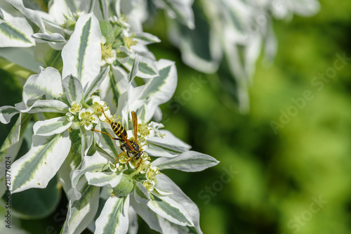 Wasp sitting on a white flower, close-up