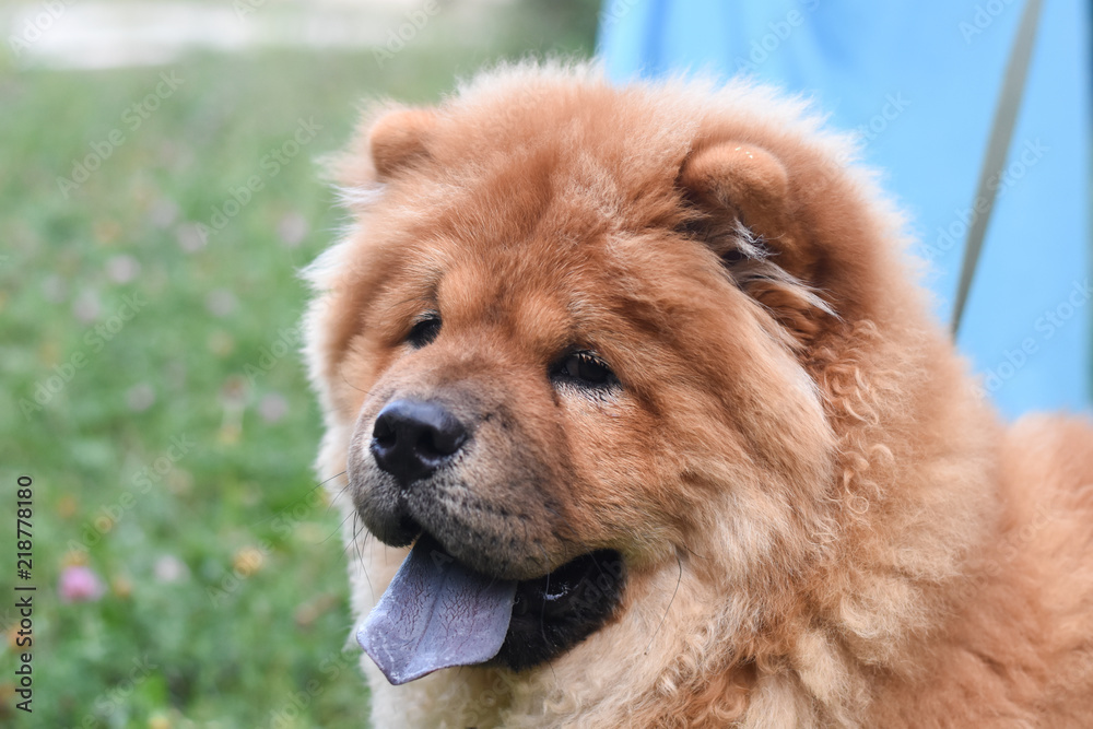 Beautiful dog chow-chow in the park. Purebred red dog chow chow
