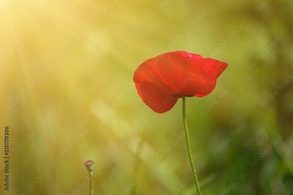 Red poppy flowers blooming in the green grass field, floral natural spring background, can be used as image for remembrance and reconciliation day Red poppy flowers blooming in the green grass field, floral natural spring background, can be used as image for remembrance and reconciliation day