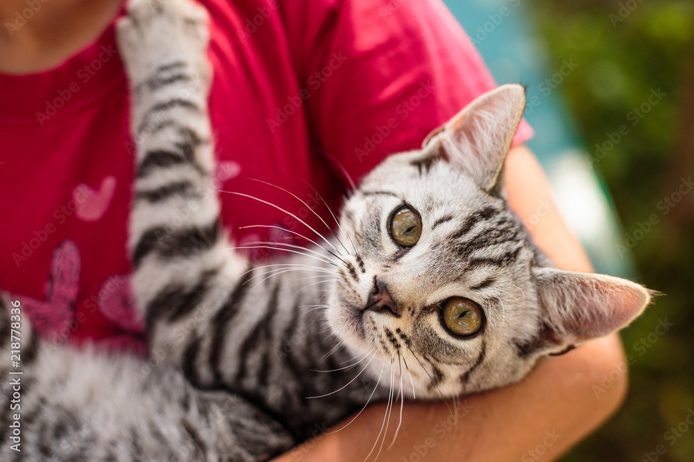 Kitten in the hands of a girl