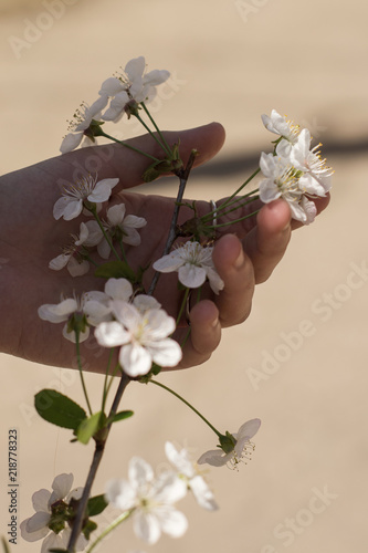 crabapple white flower in young girl's hands
