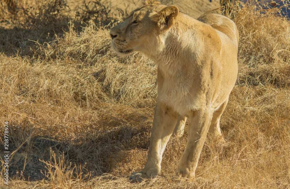 Fototapeta premium Asiatic Lioness, Gir India
