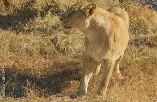 Asiatic Lioness, Gir India photo