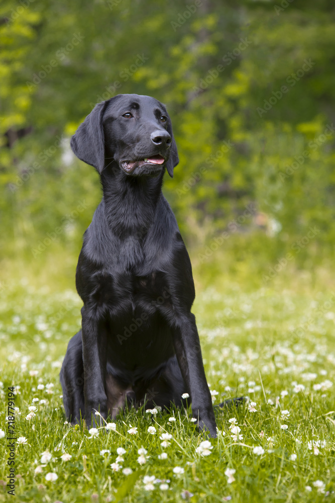 A stunning black labrador retriever sitting on a green lawn in Finland. It's slim and hunting dog.