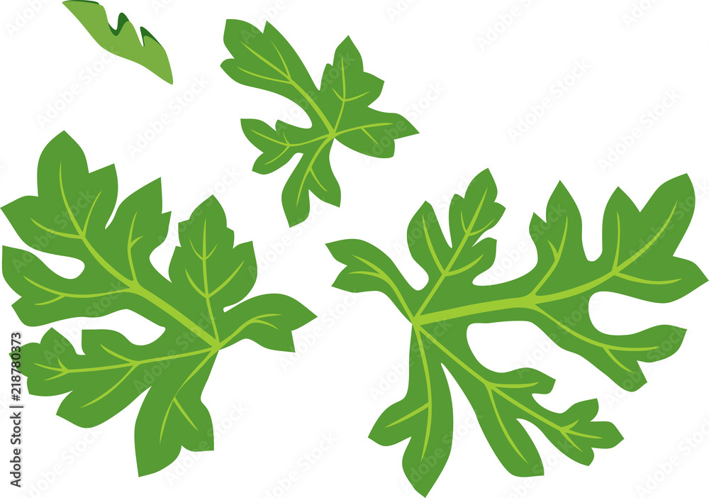Green watermelon leaves isolated on white background