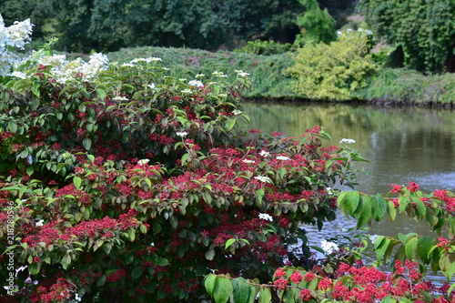 Japanese viburnum (Viburnum plicatum) with red fruits above the water