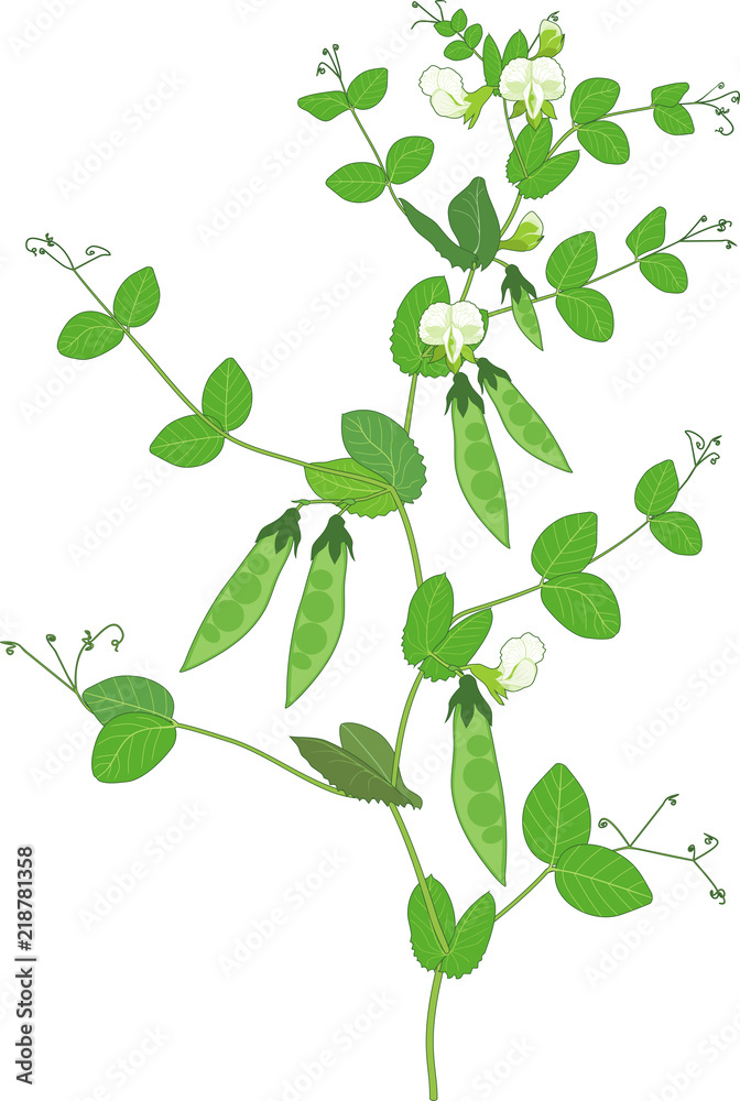 Pea plant with fruits, green leaves and flowers isolated on white background