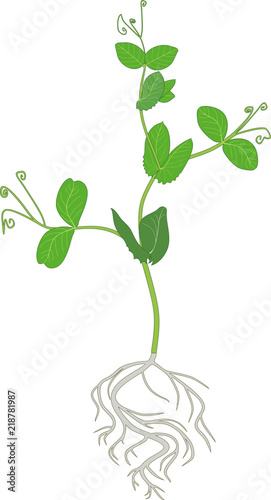 Seedling of pea with root system and green leaves isolated on white background