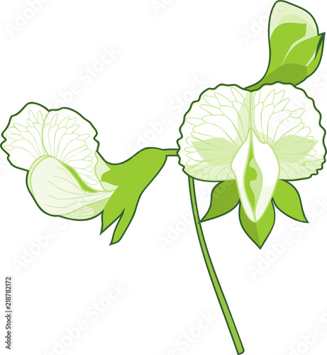 White pea flowers isolated on white background