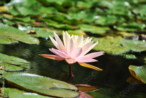 Pink and yellow lily flower and pads in water isolated