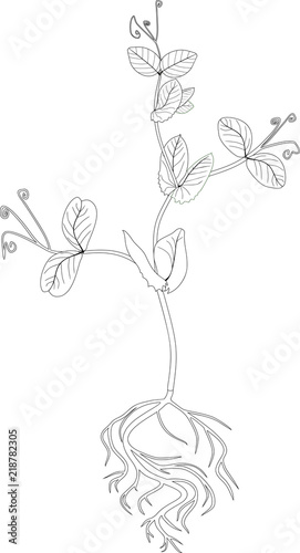 Coloring page. Seedling of pea with root system