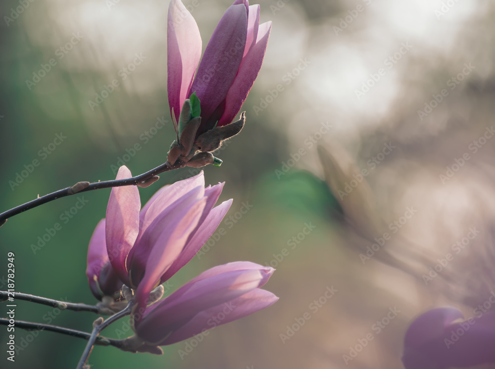 Fototapeta premium Blossoming of pink magnolia flowers in spring time, floral natural background