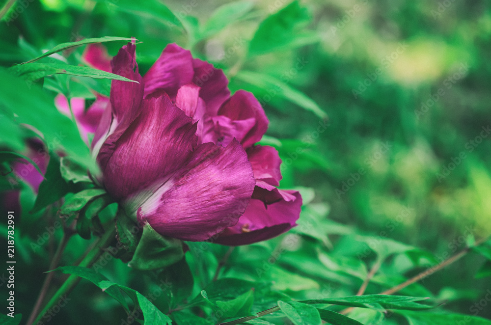 Floral natural background from pink peony flower with copyspace Floral natural background from pink peony flower with copyspace