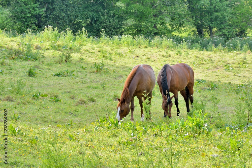 Deux beaux chevaux dans une pâture Deux beaux chevaux dans une pâture