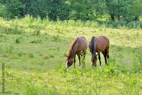 Deux beaux chevaux dans une pâture